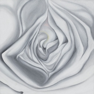 White Rose by Caterina Borghi